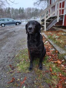 Sally sitter och väntar tålmodigt. 