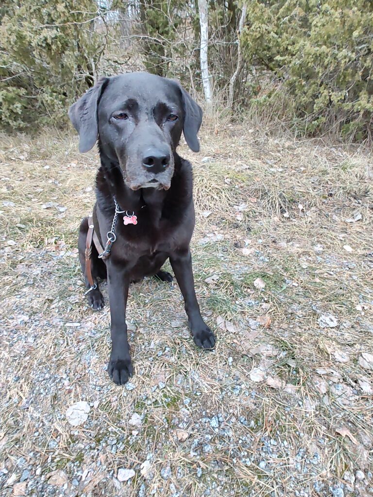 Ute på tidig morgonpromenad. Lugnt och stilla.