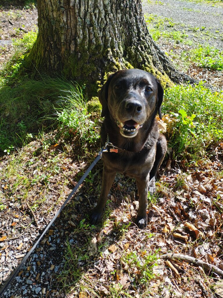 Vi gick en promenad i skogen och Sally sitter vid en jättetjock trädstam och tittar på mig, som tar bilden. En solig och fin sommardag.