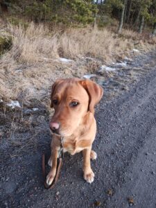 Mino på morgonpromenad.